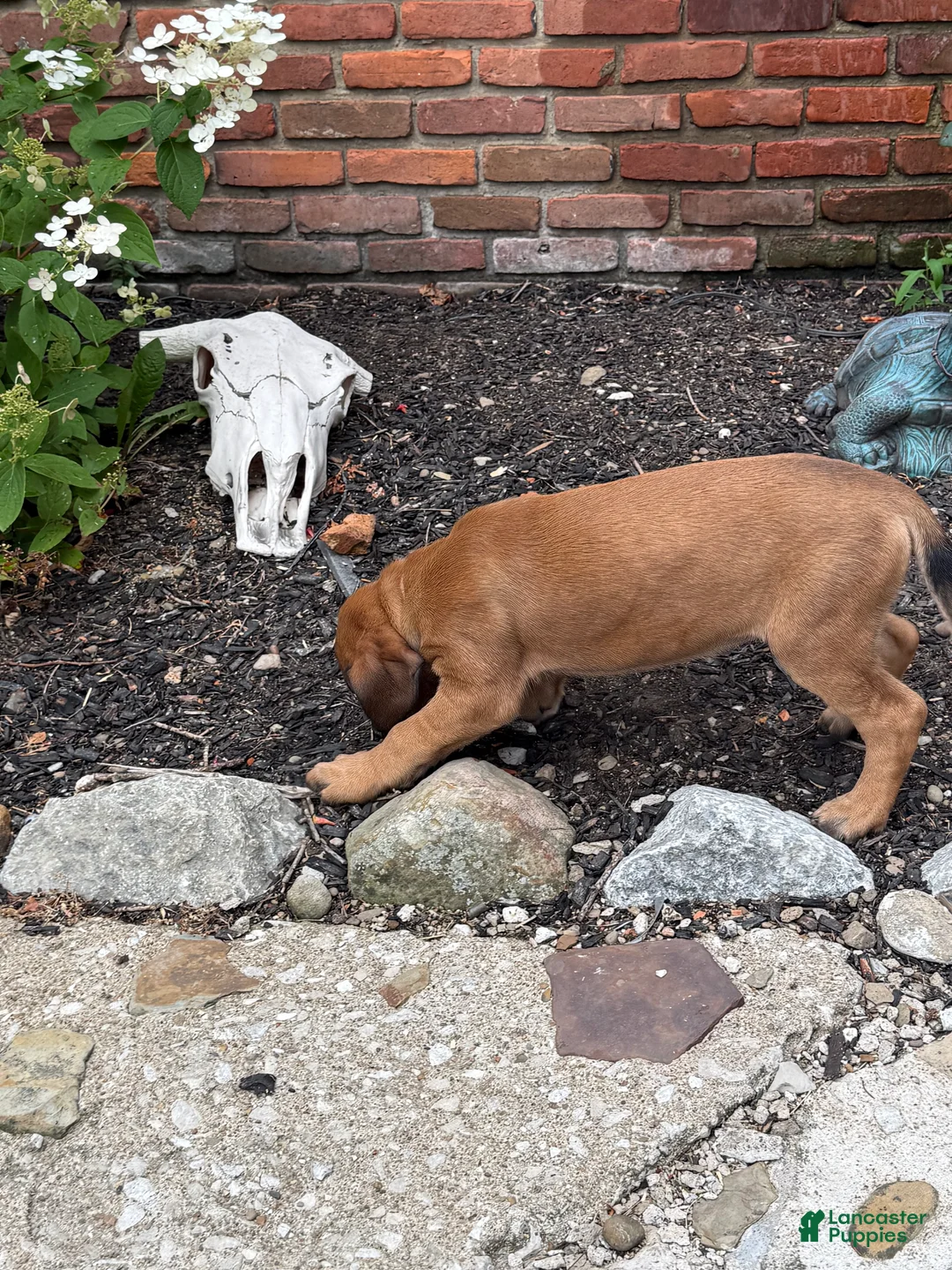 English Mastiff dogs for sale: English Mastiff 3 - Ad 2