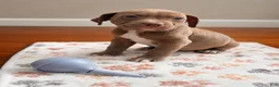 American Pit Bull Terrier dogs for sale: American Pit Bull Terrier 4 - Ad 2
