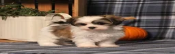 Teddy Bear dogs for sale: Flicka - Ad 3