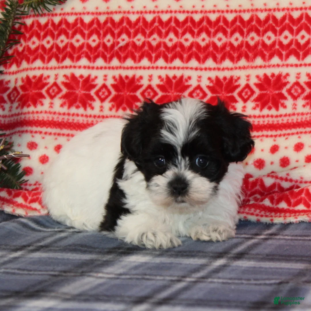 Teddy Bear dogs for sale: Holly - Ad 3