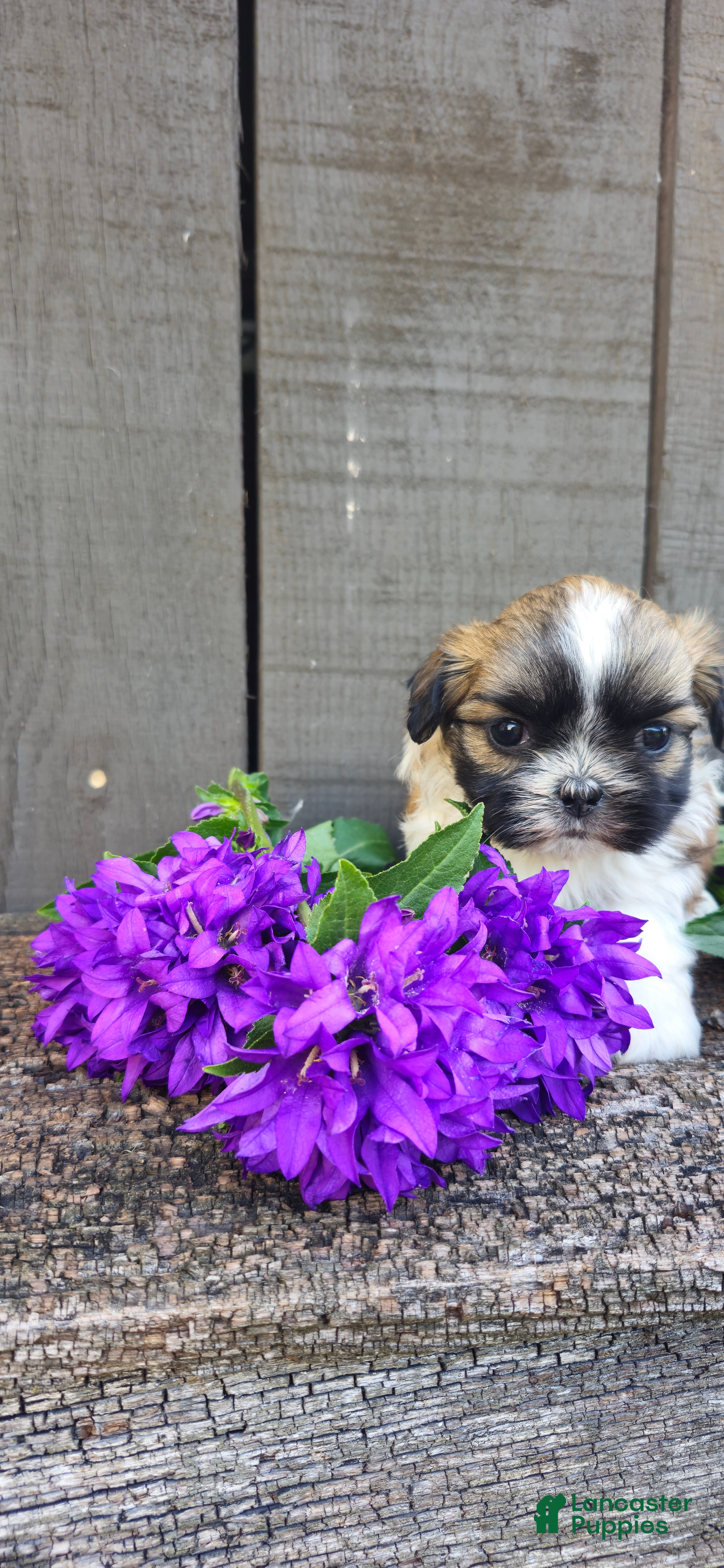 Teddy Bear dogs Sandra - Ad 2