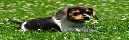 Beagle dogs for sale: Vicky - Ad 7