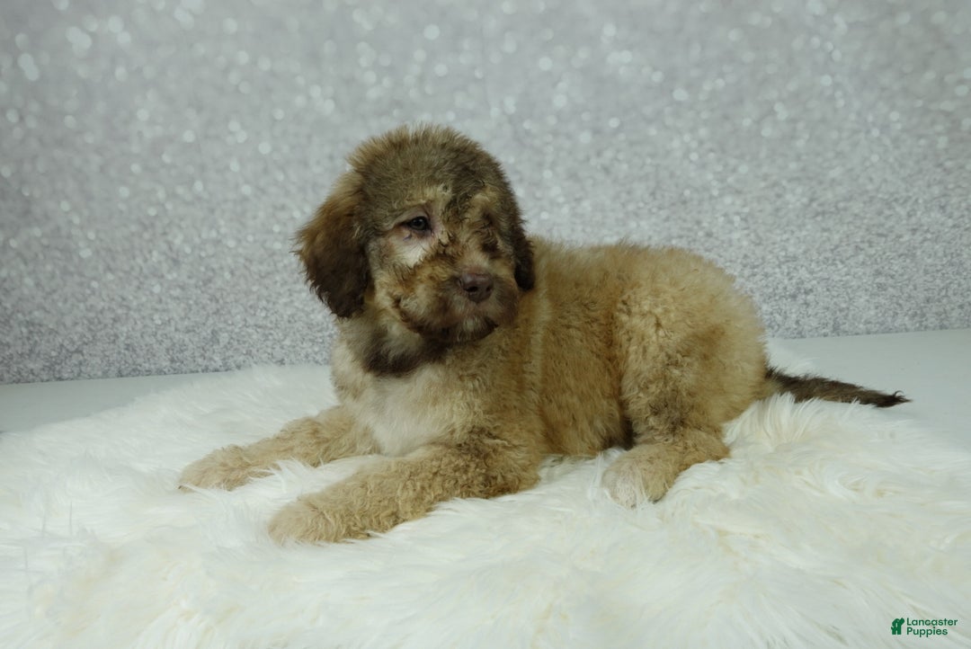 Newfypoo dogs for sale: Nero - Ad 2