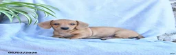Miniature Dachshund dogs for sale: Bandit - Ad 3