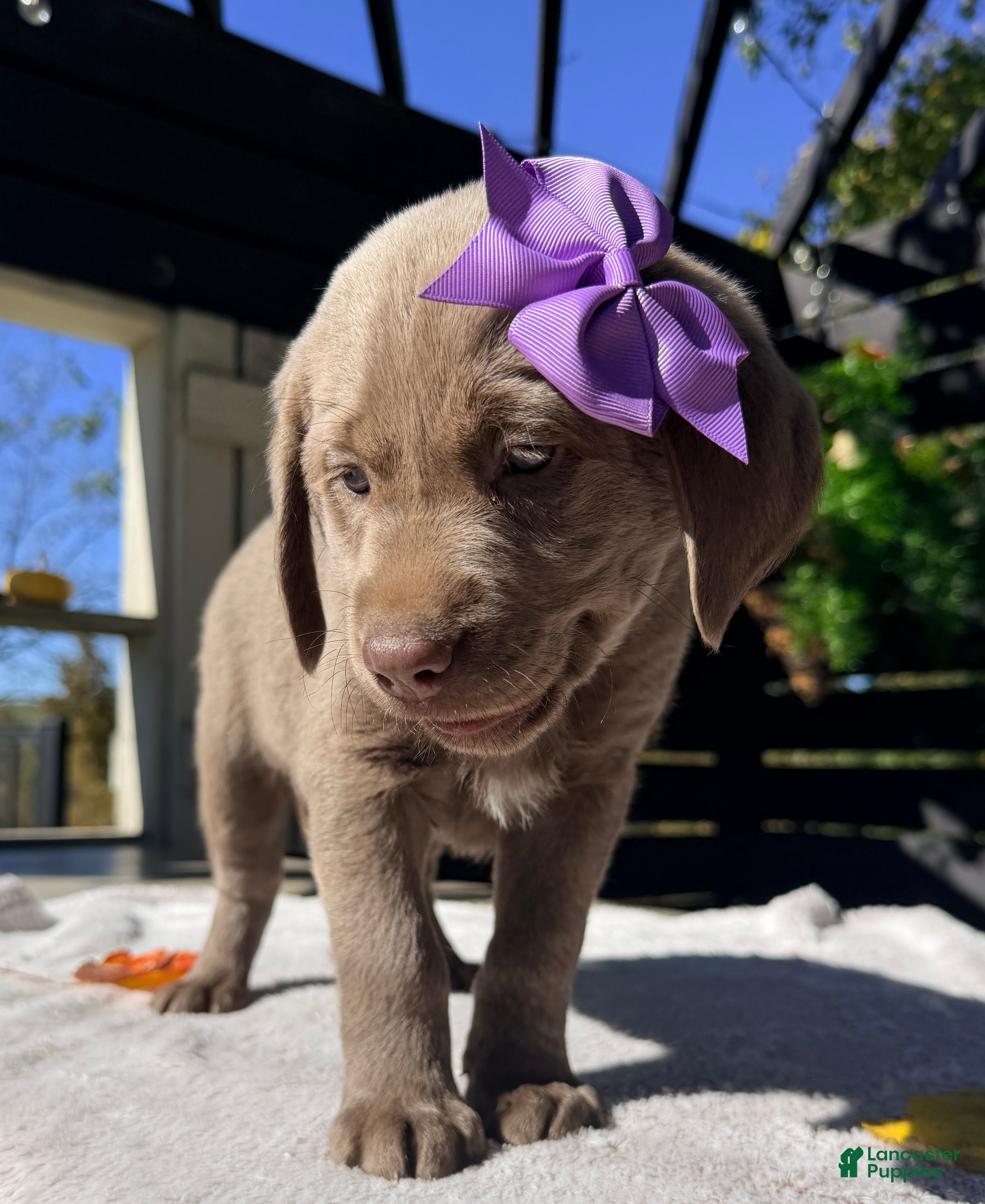 Labrador Retriever dogs for sale: Scarlett - Ad 2