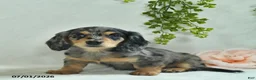 Miniature Dachshund dogs for sale: Gonnalee  - Ad 4