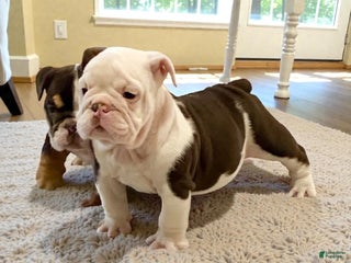 English Bulldog dogs Willow - Ad 16