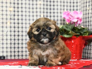 Mixed Breed dogs Kocoa - Ad 18