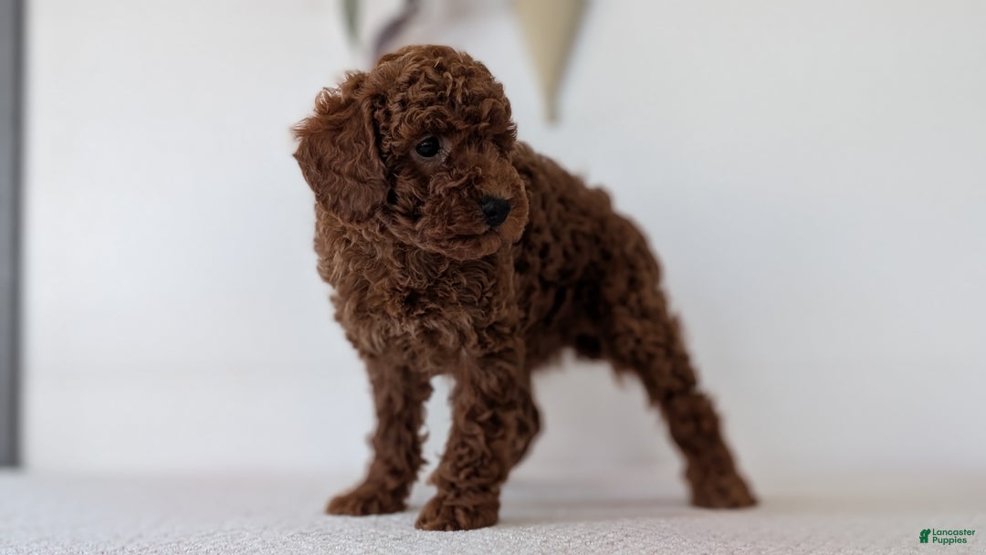 Toy Poodle dogs for sale: Carter - Ad 9