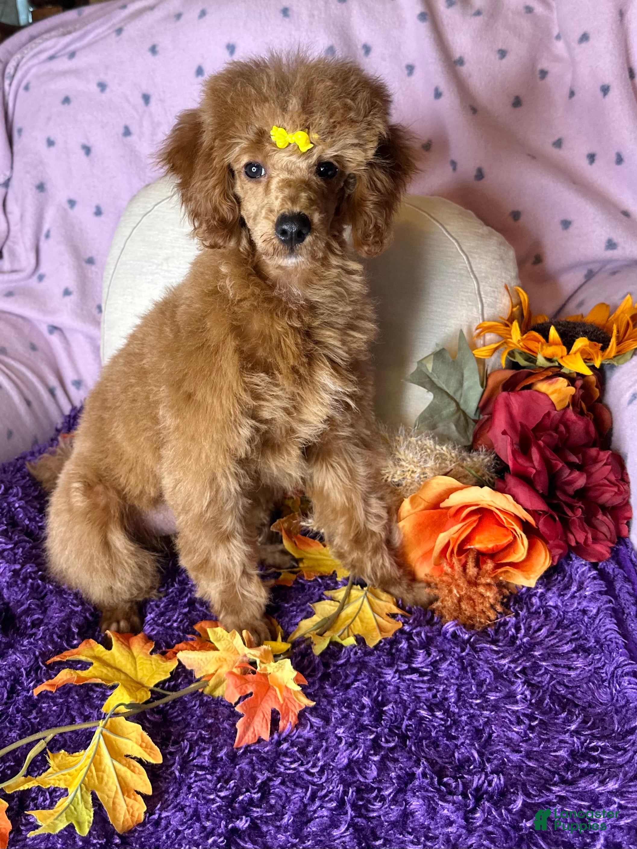 Toy Poodle dogs Fable - Ad 22