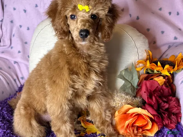 Toy Poodle dogs Fable - Ad 22
