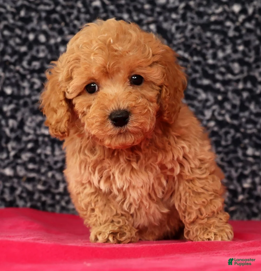 Bichpoo dogs for sale: Frisky - Ad 4