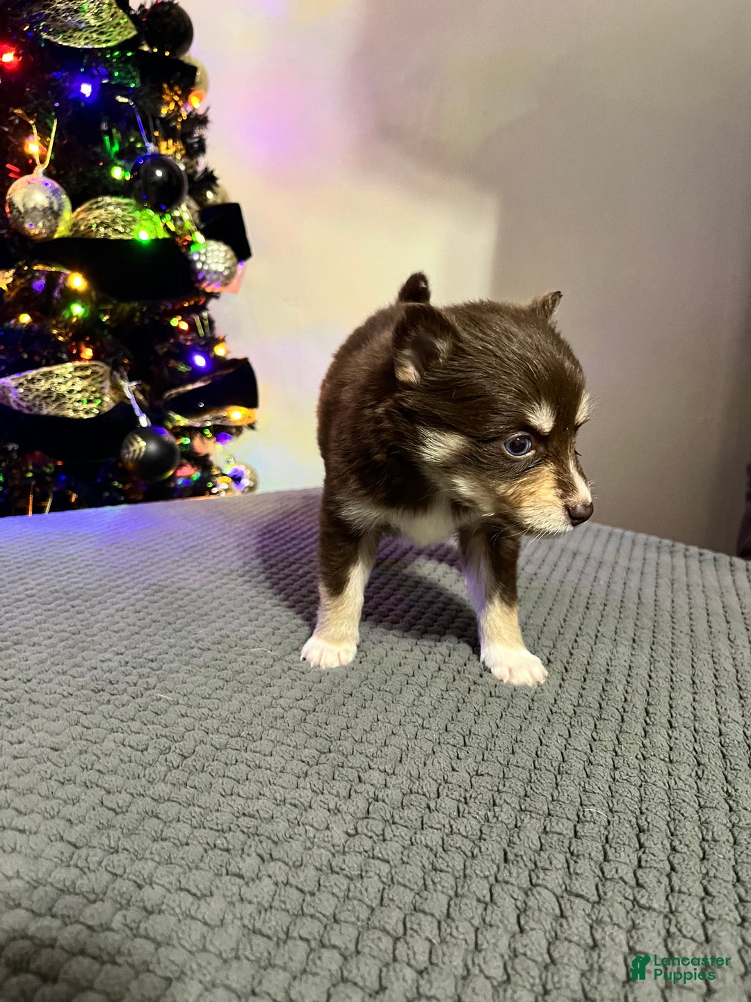 Pomsky dogs for sale: Mrs. Splinter - Ad 3