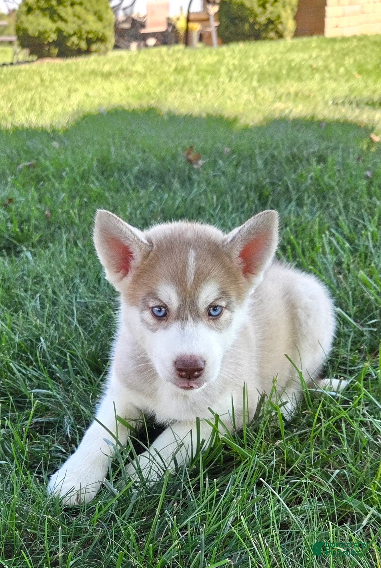 Siberian Husky dogs Georgia  - Ad 1