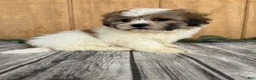 Teddy Bear dogs for sale: Lizzie - Ad 12