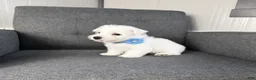 West Highland Terrier dogs for sale: Johnny - Ad 1
