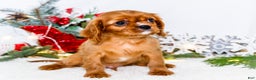 Cavalier King Charles Spaniel dogs for sale: Tiny Tim - Ad 1