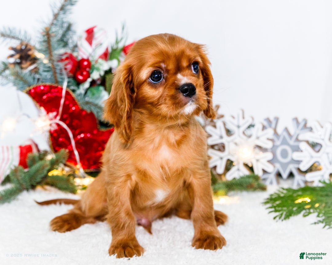 Cavalier King Charles Spaniel dogs for sale: Tiny Tim - Ad 1