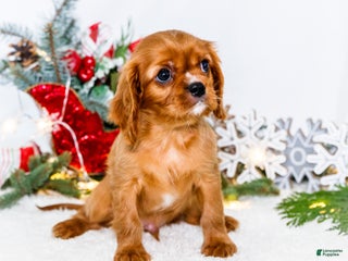 Cavalier King Charles Spaniel dogs Tiny Tim - Ad 13