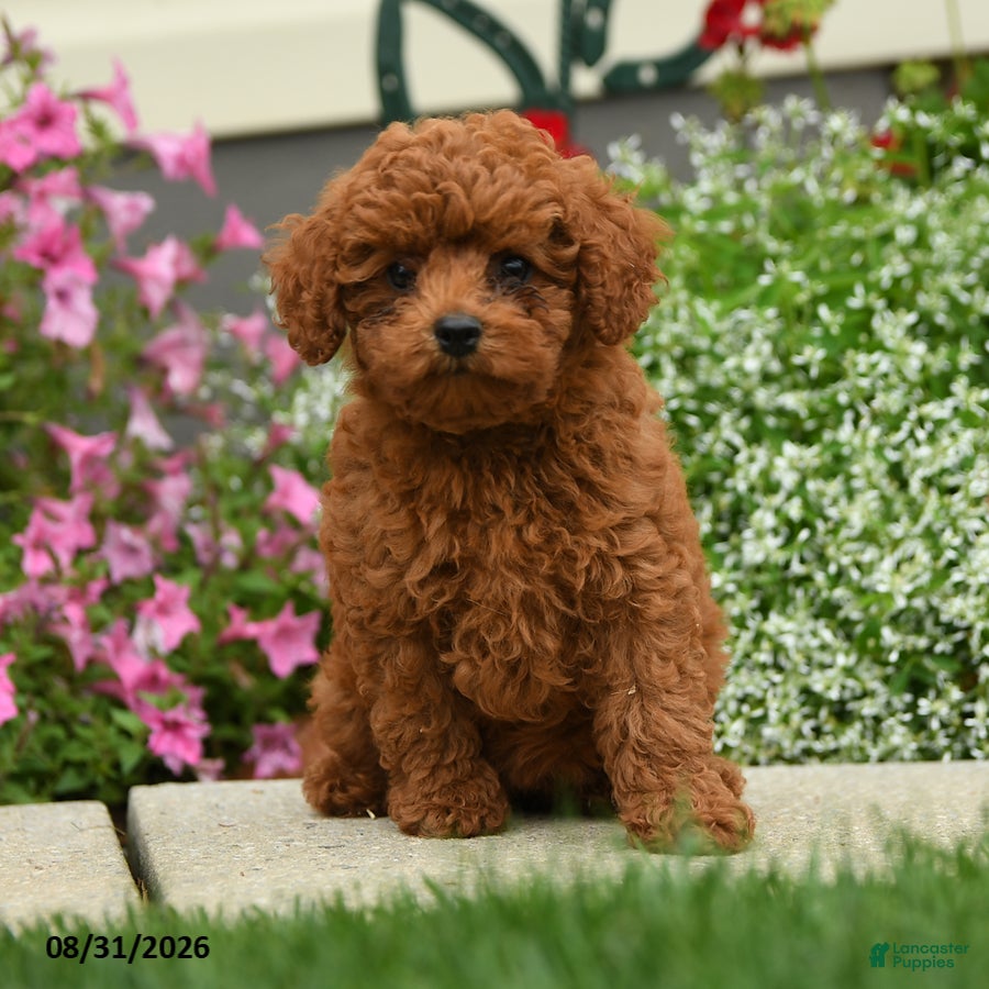 Cavapoo dogs Madam Niblet - Ad 1