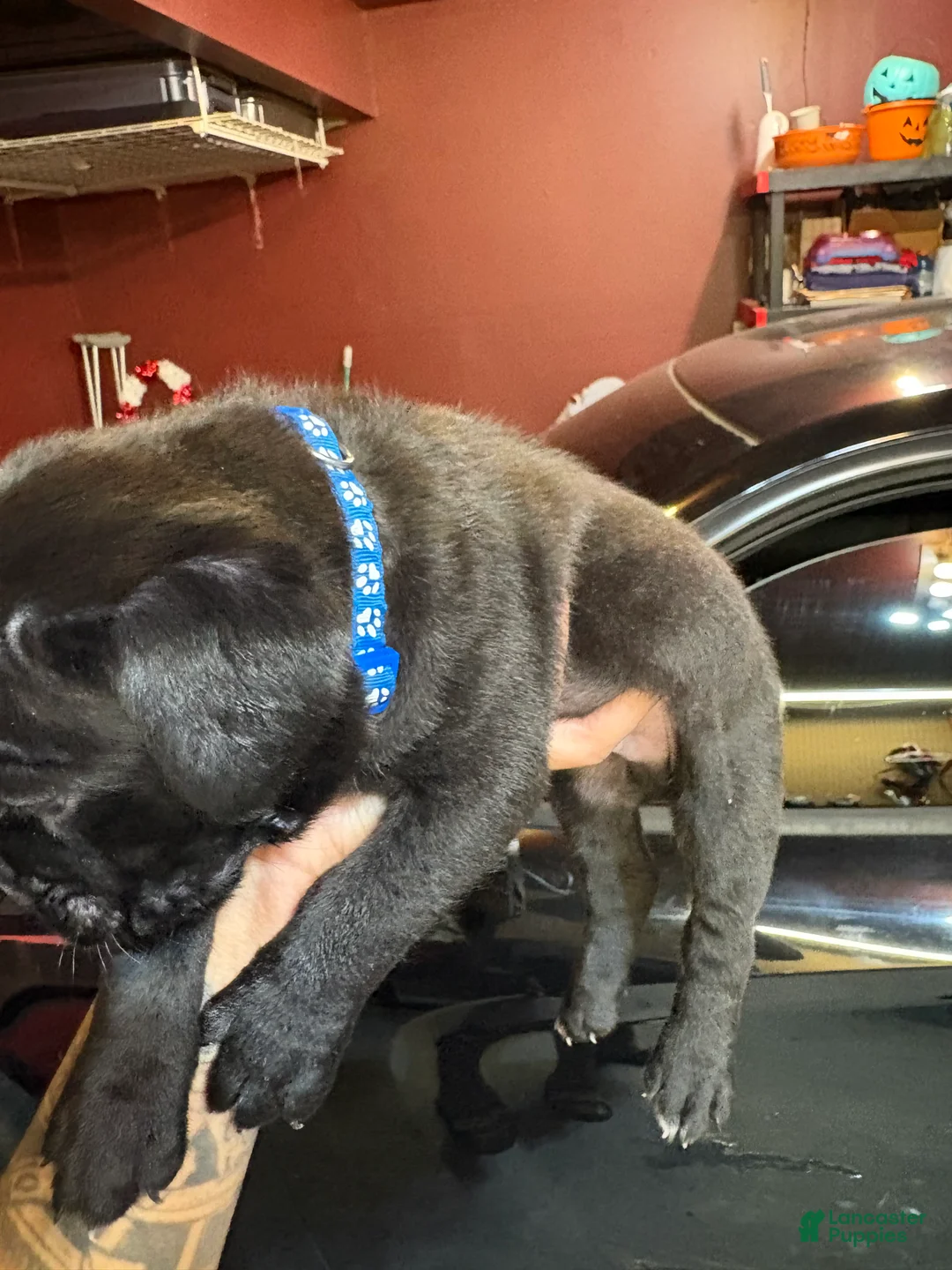 Cane Corso dogs for sale: Cane Corso Puppy 6 - Ad 2