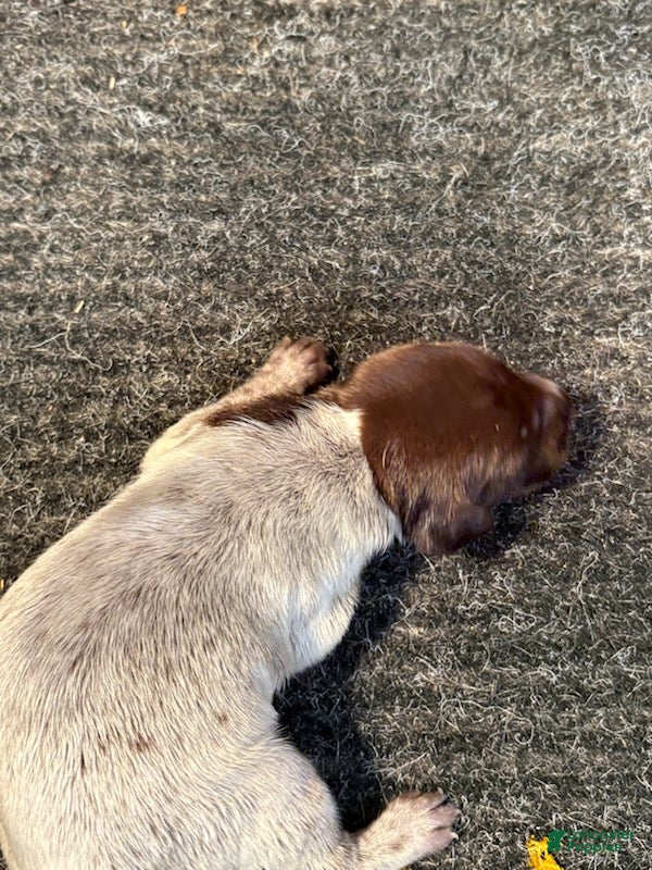 German Shorthaired Pointer dogs German Shorthaired Pointer Male 2 - Ad 1