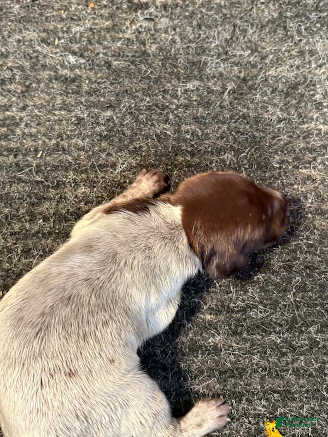 German Shorthaired Pointer dogs for sale: German Shorthaired Pointer Male 2 - Ad 1