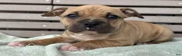 American Bully dogs for sale: Flora - Ad 2