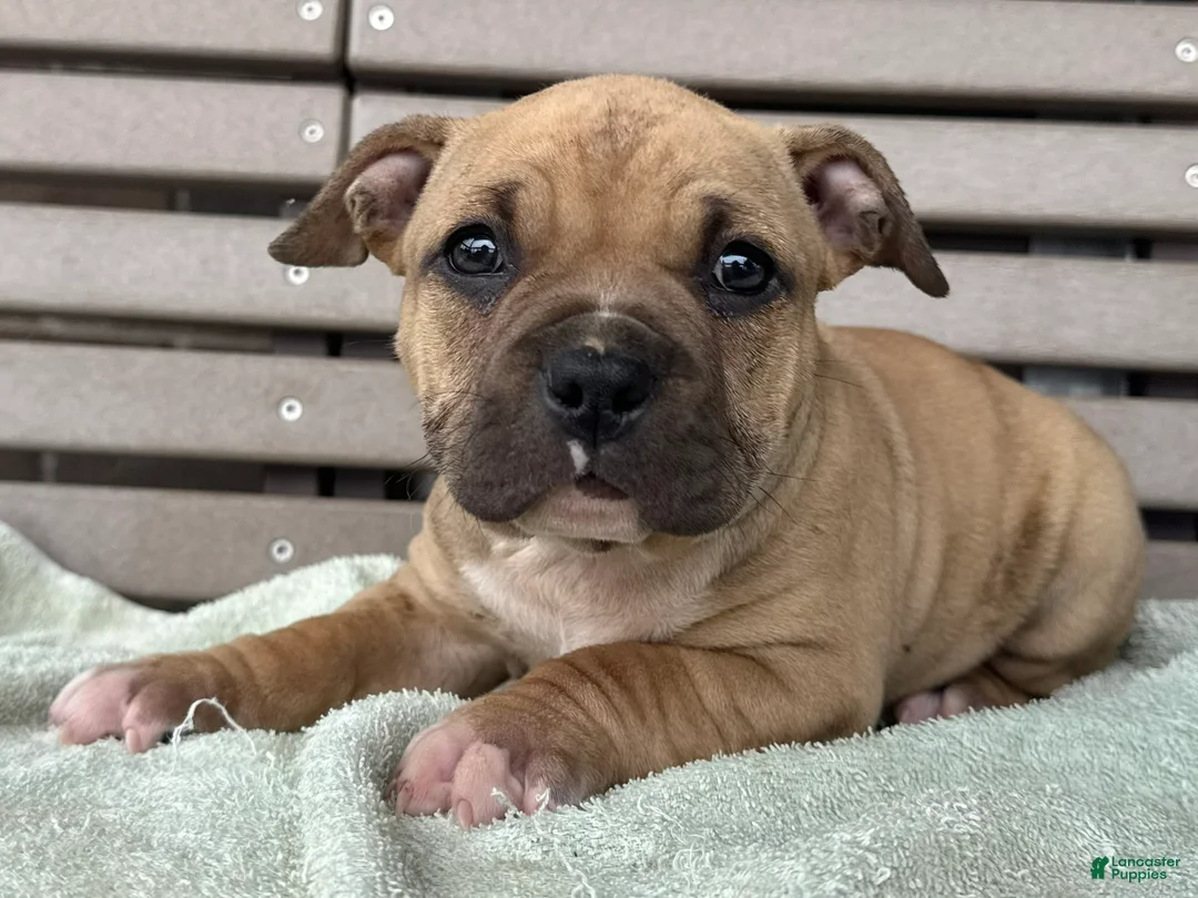 American Bully dogs for sale: Flora - Ad 2