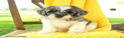 Mini Bernedoodle dogs for sale: Carter - Ad 1