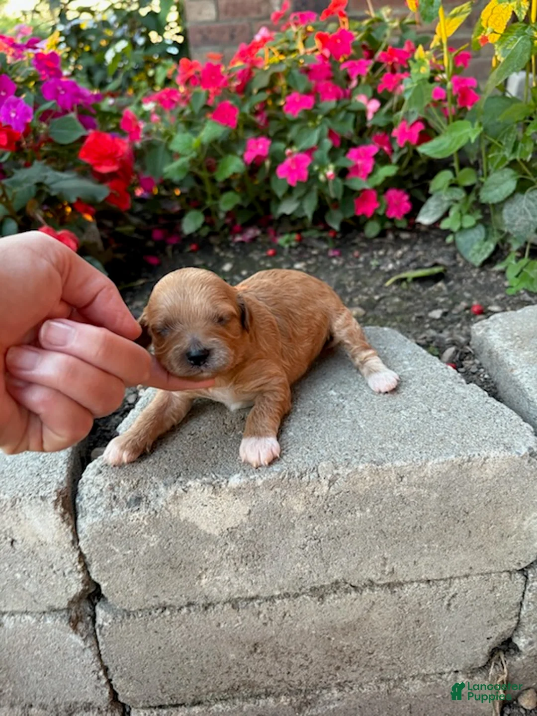 Cavapoo dogs for sale: Girl 2 - Ad 3