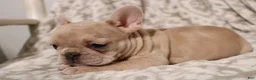 French Bulldog dogs for sale: Lacey - Ad 4