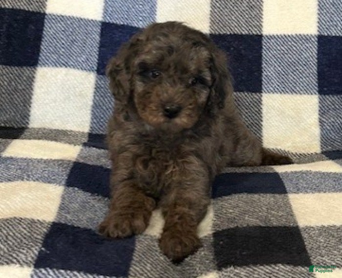 Miniature Poodle dogs for sale: Macy - Ad 5