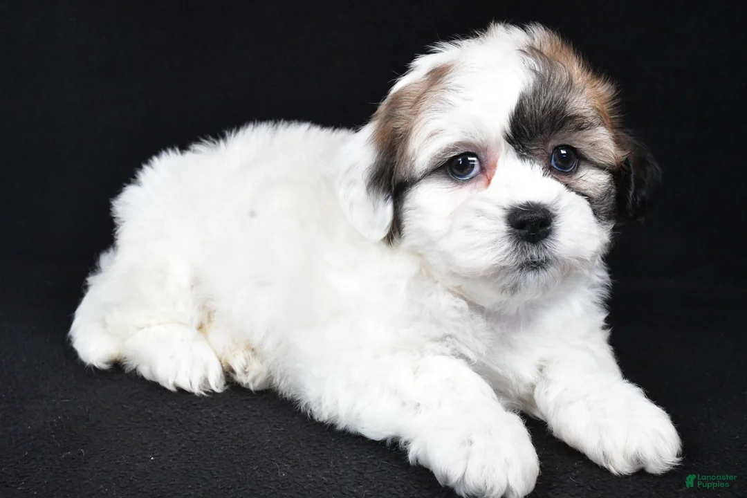 Teddy Bear dogs for sale: mauren - Ad 2