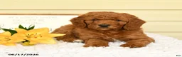 Mini Goldendoodle dogs for sale: Simba - Ad 3