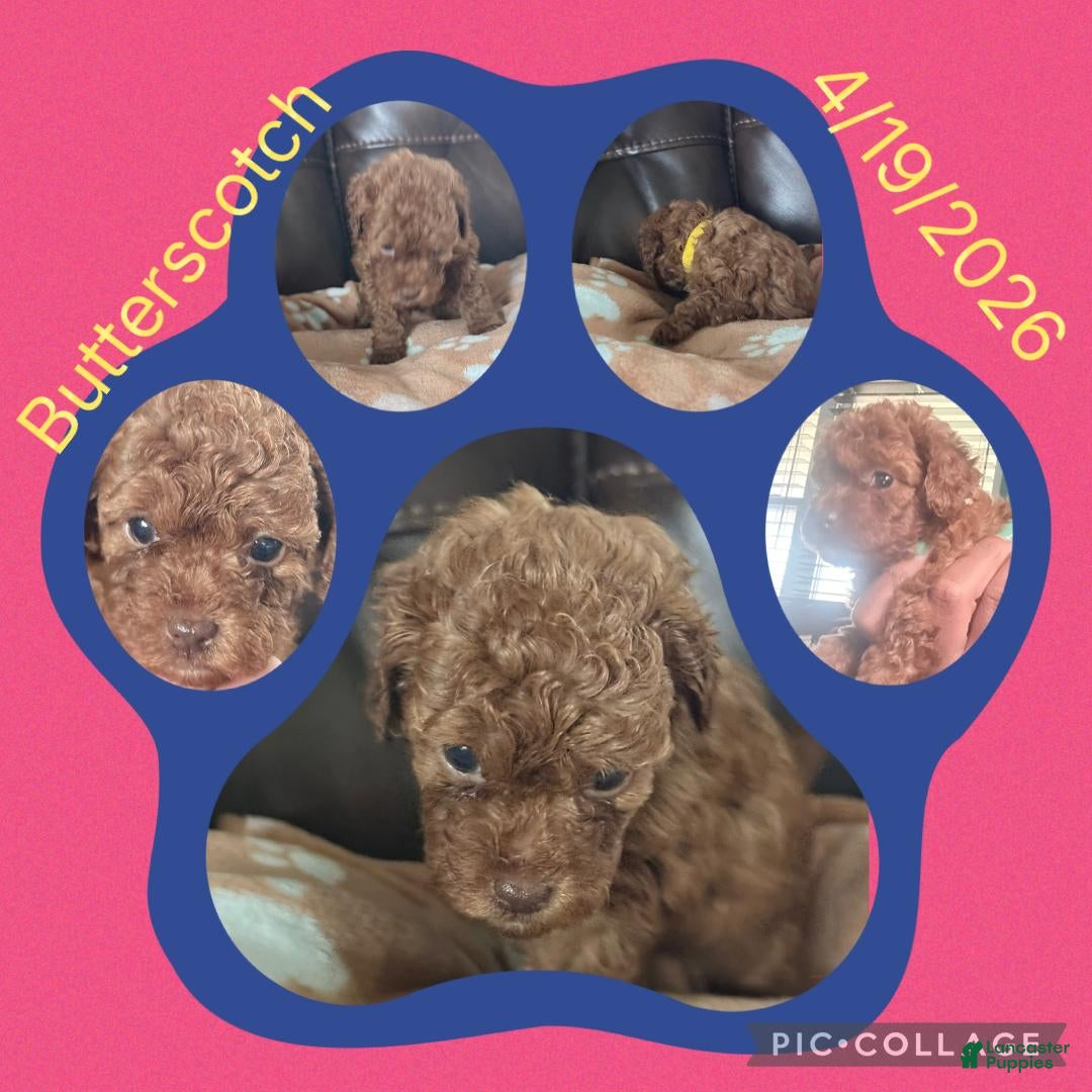 Toy Poodle dogs Butterscotch - Ad 38