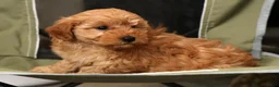 Mini Goldendoodle dogs for sale: Chloe - Ad 7