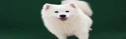 Samoyed dogs for sale: Cloud - Ad 5