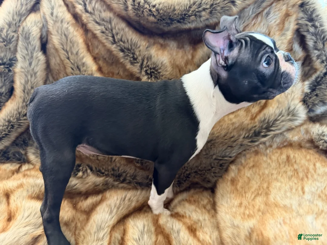 Boston Terrier dogs for sale: Boston Terrier Boy - Ad 3