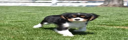 Cavalier King Charles Spaniel dogs for sale: Timber  - Ad 4