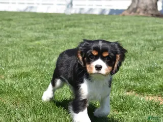 Cavalier King Charles Spaniel dogs for sale: Timber - Ad 2