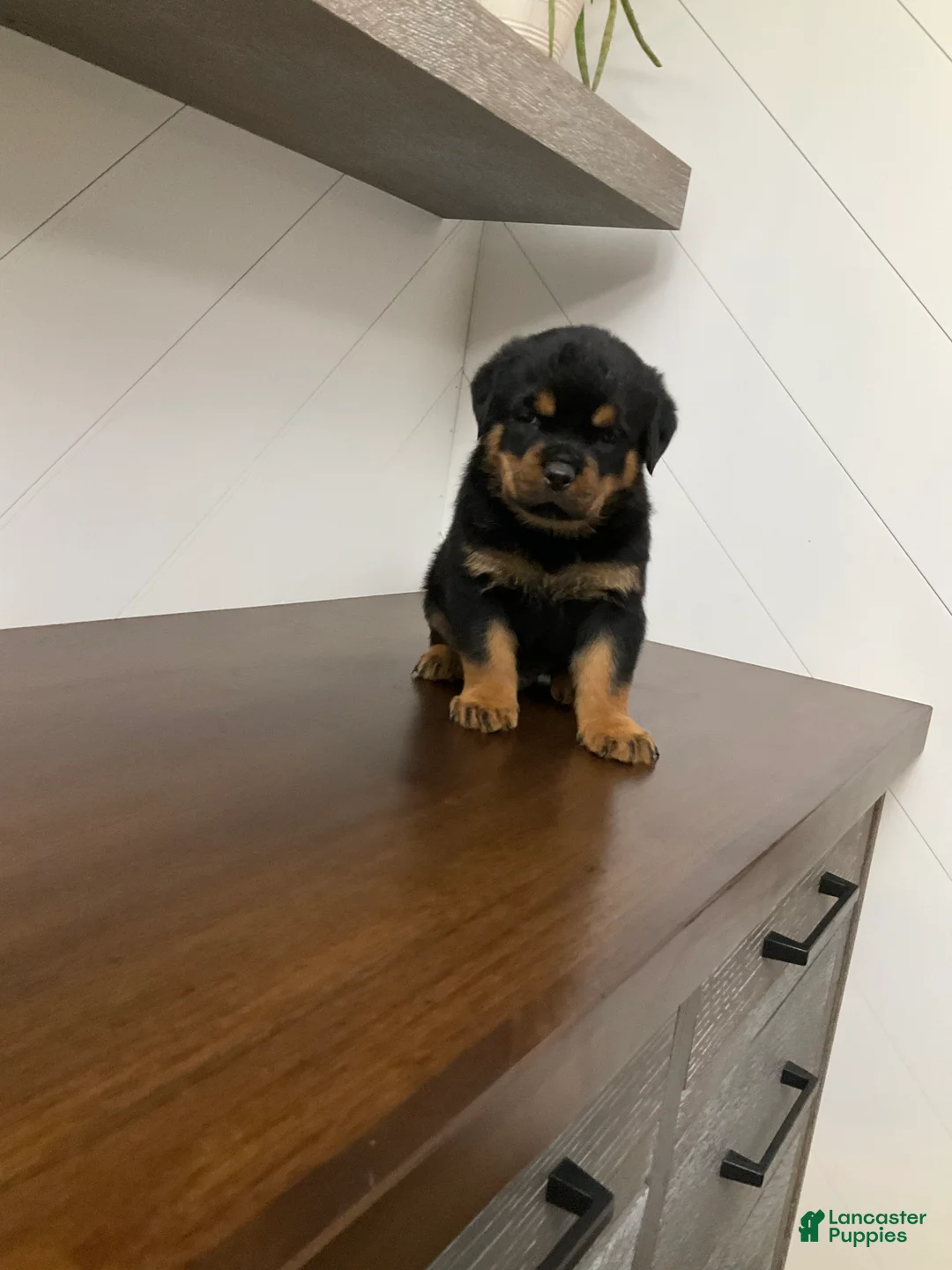 Rottweiler dogs for sale: Rottweiler Puppy 3 - Ad 3