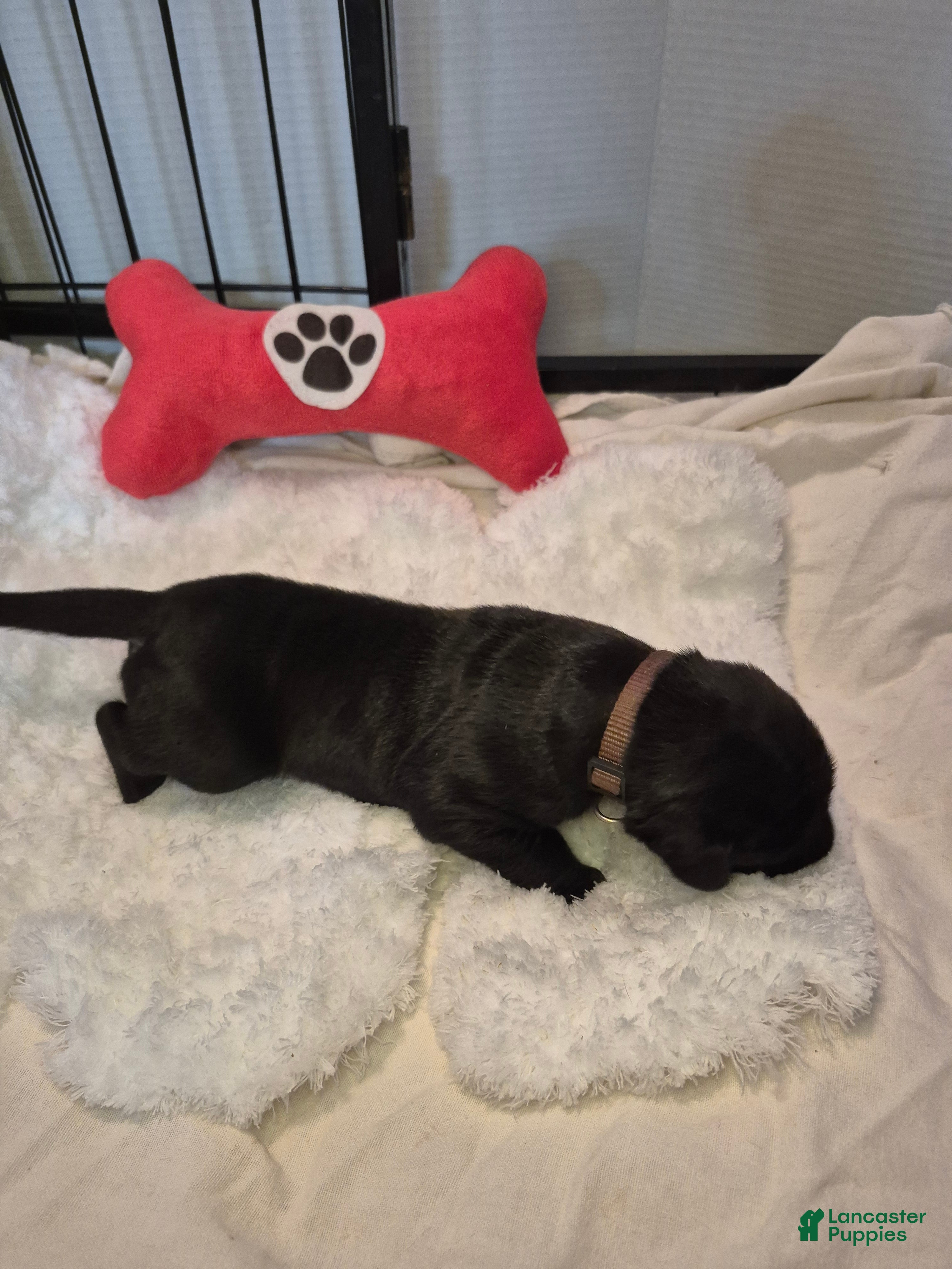 Great Dane dogs Diva Denise - Ad 9