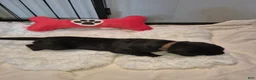 Great Dane dogs for sale: Diva Denise - Ad 1