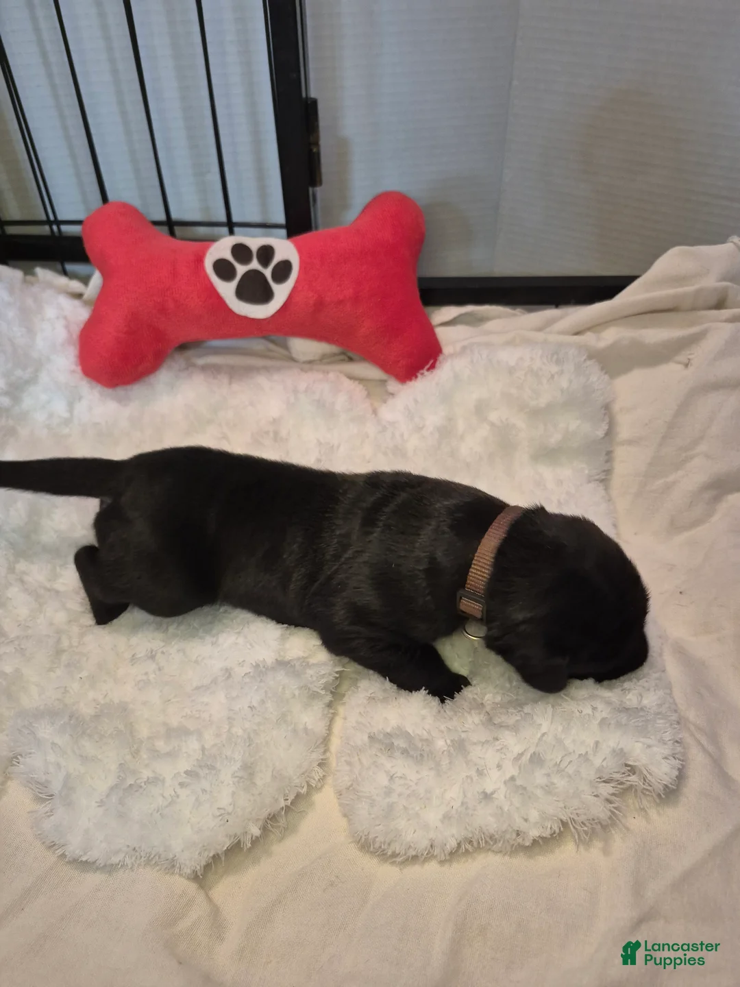 Great Dane dogs for sale: Diva Denise - Ad 1