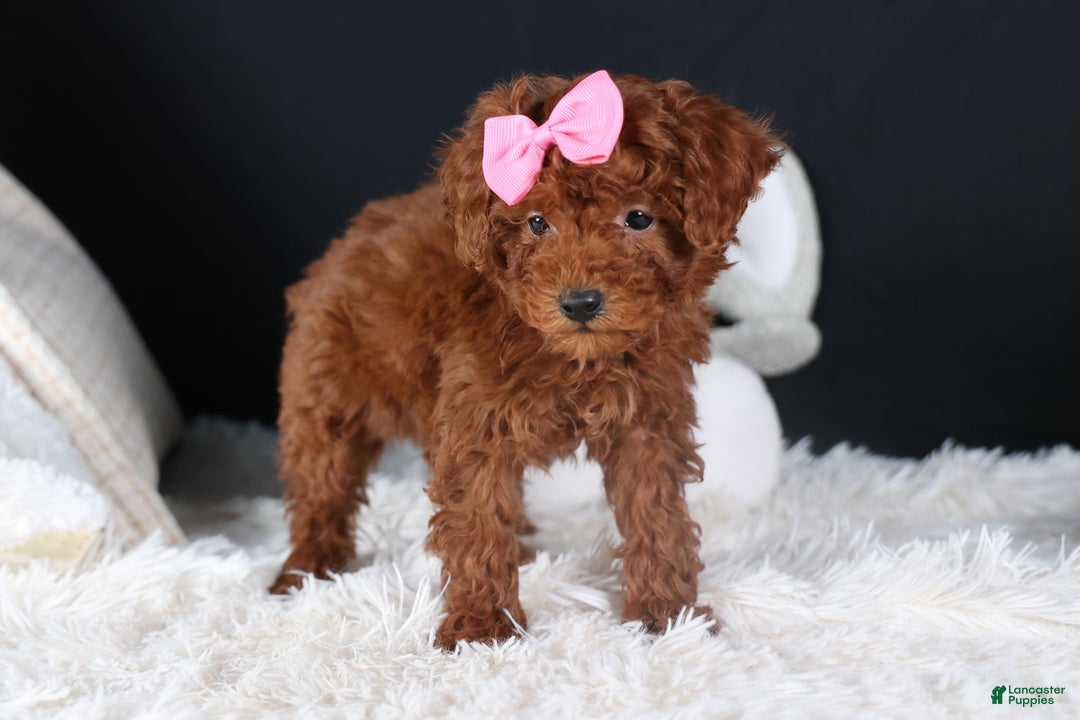 Miniature Poodle dogs for sale: BELLA - Ad 6