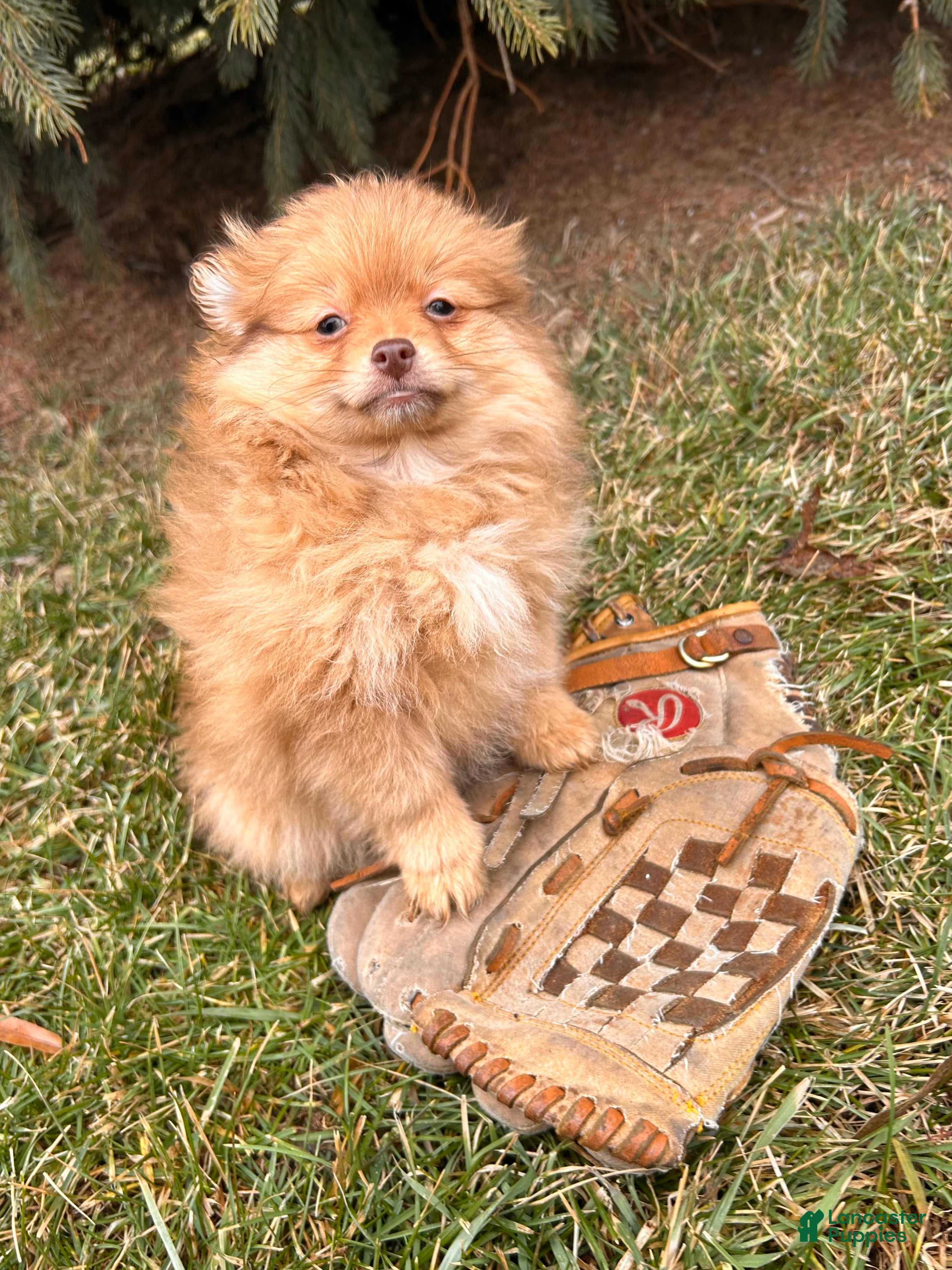 Pomeranian dogs Nutmeg - Ad 31