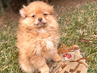 Pomeranian dogs Nutmeg - Ad 31