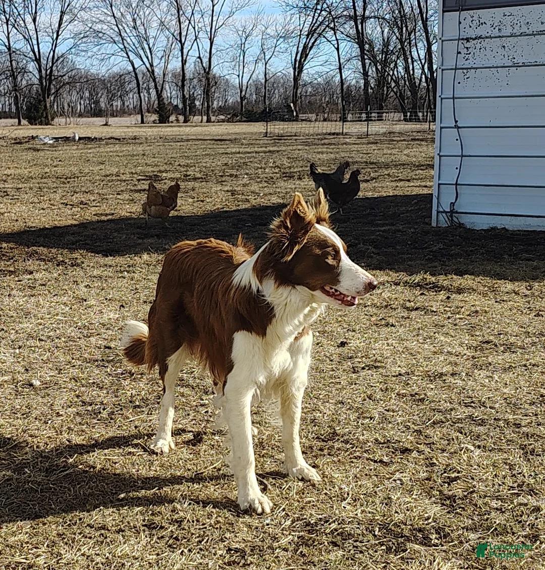 Border Collie dogs for sale: Ally - Ad 11