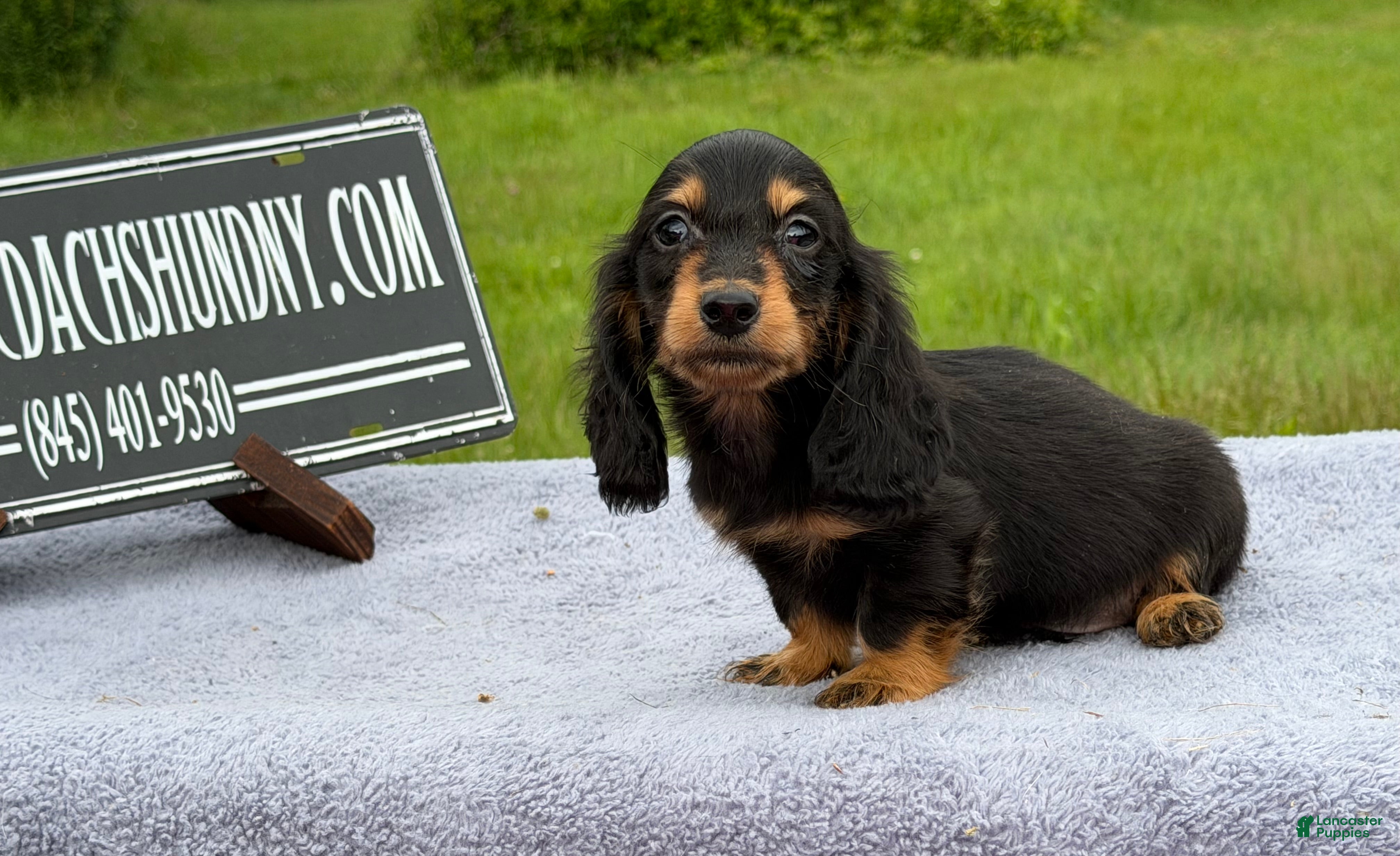 Miniature Dachshund dogs Ch bred AKC Russian  - Ad 23